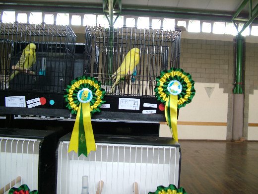 Ryan vd Heever Best Young Bird on Show and Best Intermediate on Show at the Free State Championship Show 2017