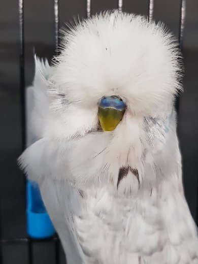 Best Bird on Show at the Free State Area Championship Show 2018