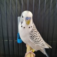 De Jager Vennootskap Best Budgerigar of Colour on Show