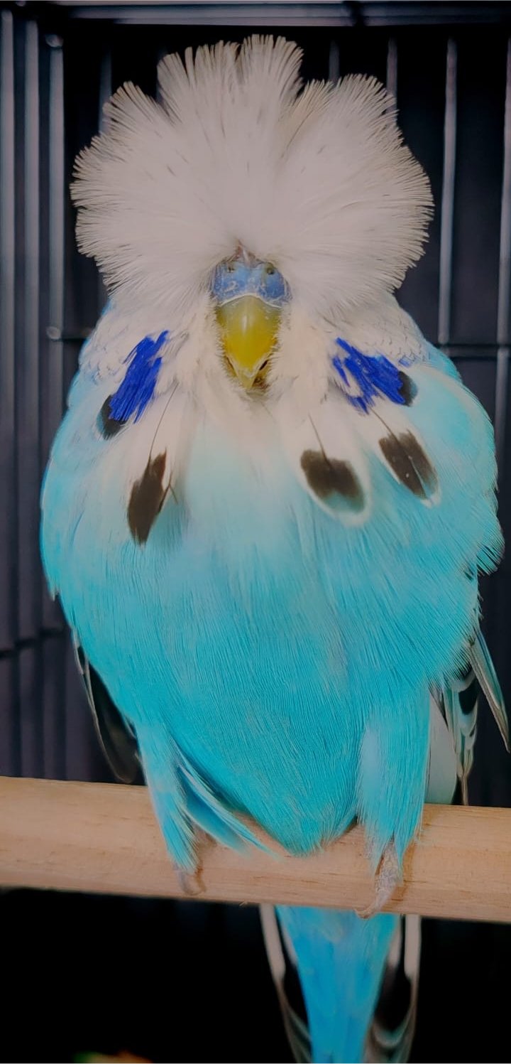 van Deventer Stud & Roos CC Best Opaline Blue Series on Show