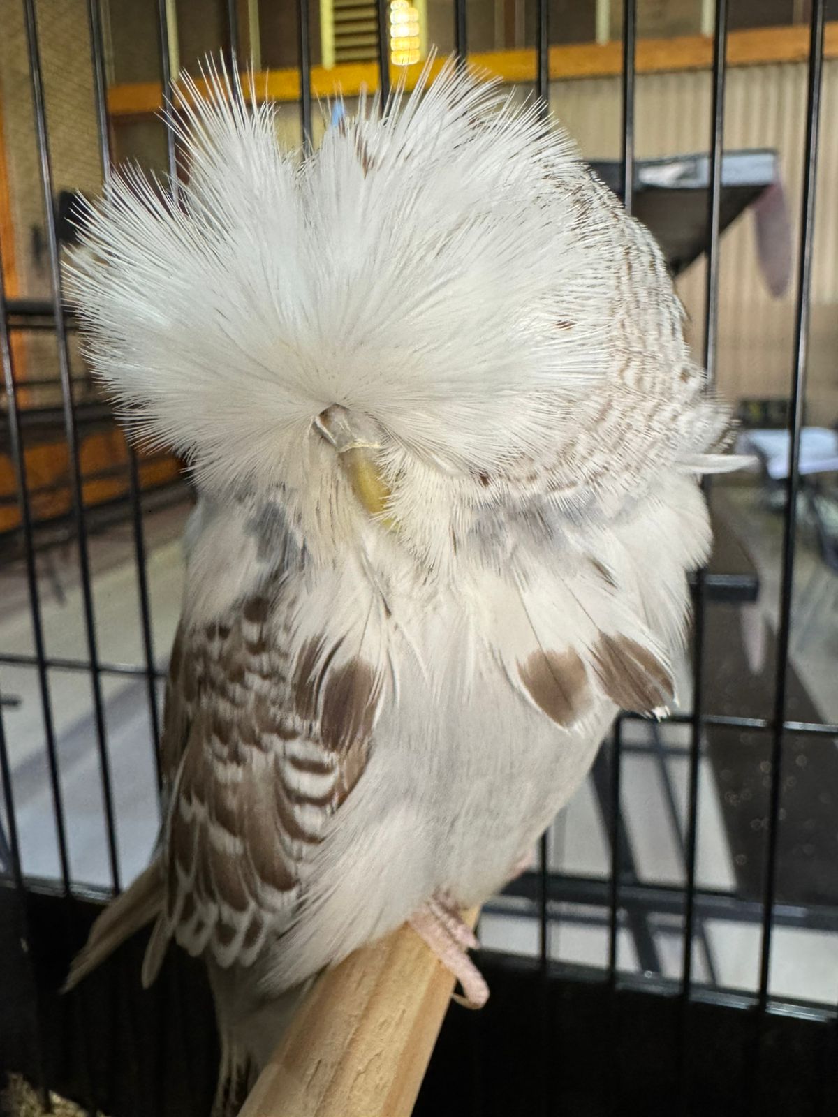 van Deventer Stud & Roos Best Bird, Best Young Bird, Best Champion on Show, Best Champion Young Bird on Show, Challenge Certificate Cinnamon Grey