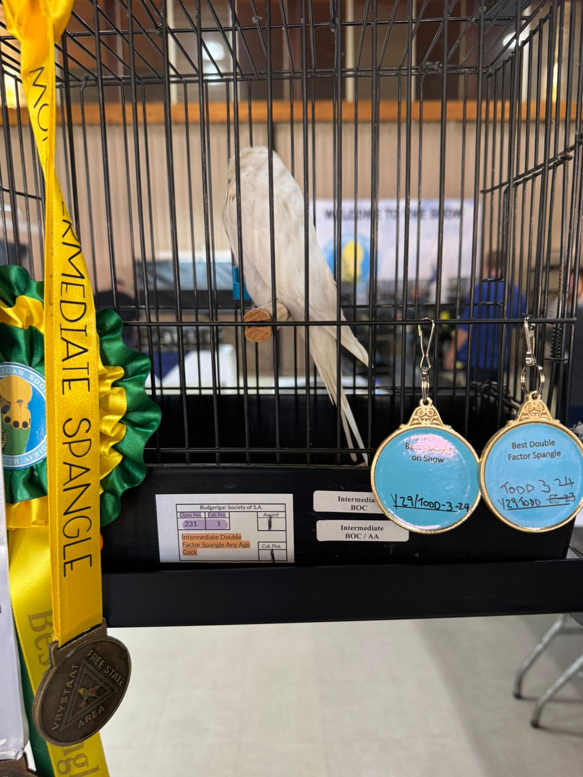 Young Blood Aviaries Best Spangle on Show