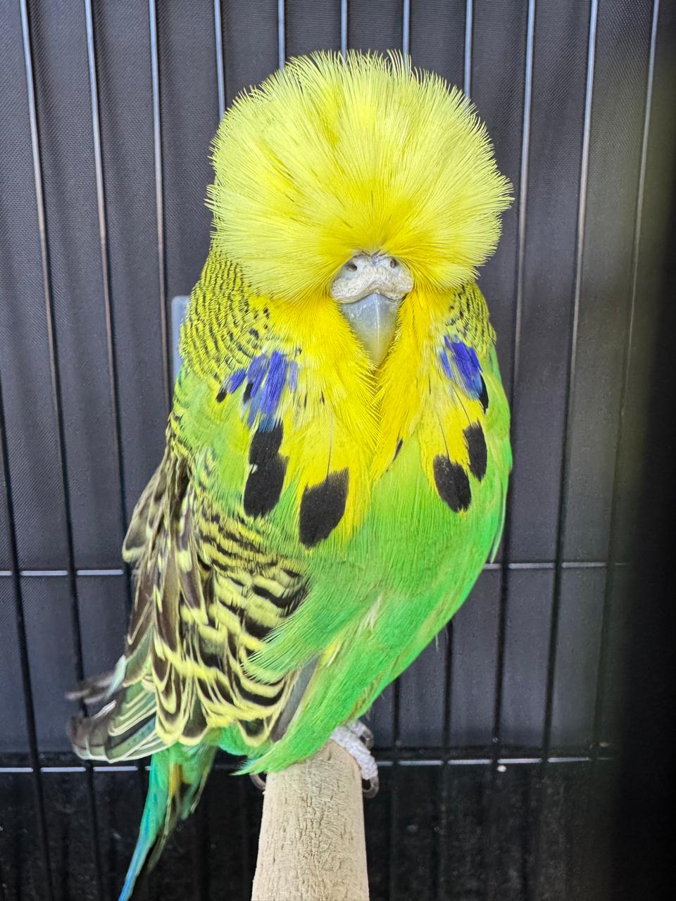 van Deventer Stud & Roos Aviary CC Best Dark Green on Show