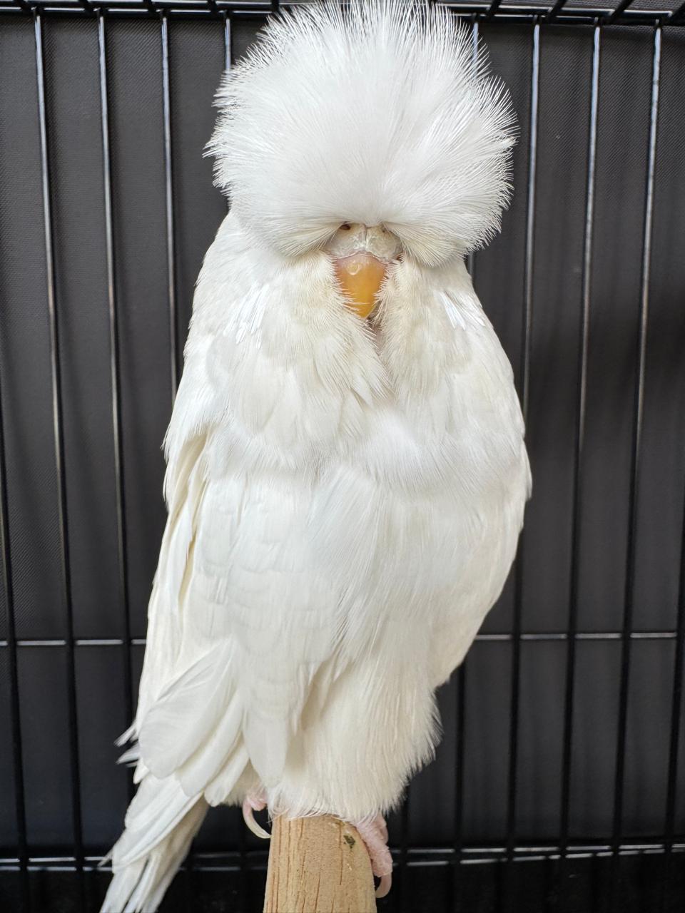 van Deventer Stud & Roos CC Best Albino on Show