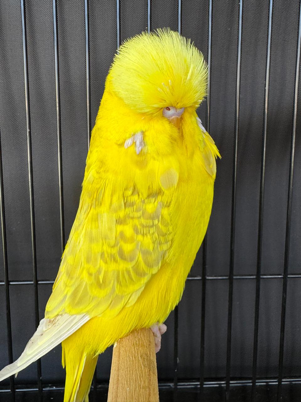 Andre Scholtz CC Best Lacewing on Show