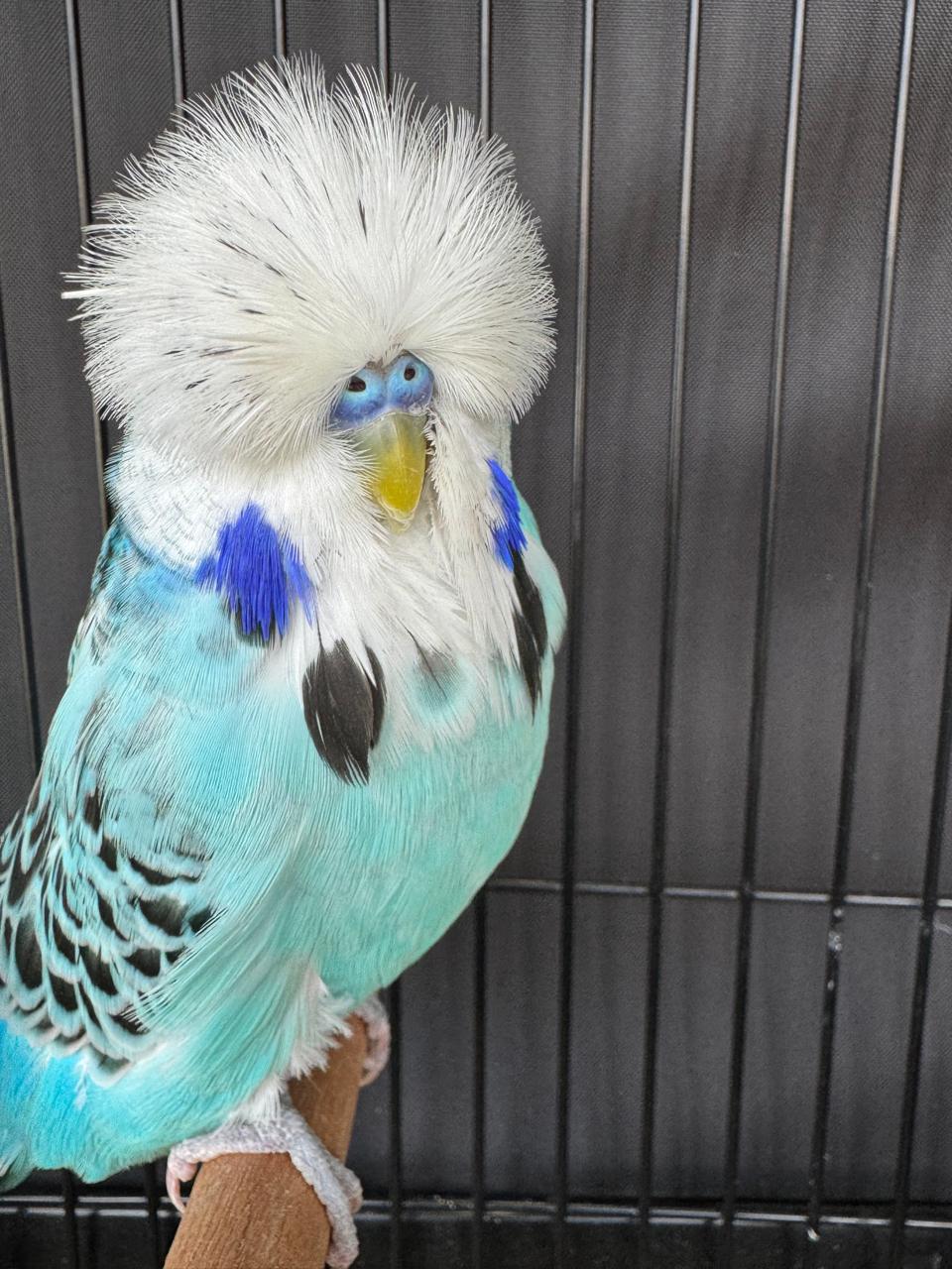 Russell Dixon CC Best Opaline Blue Series on Show