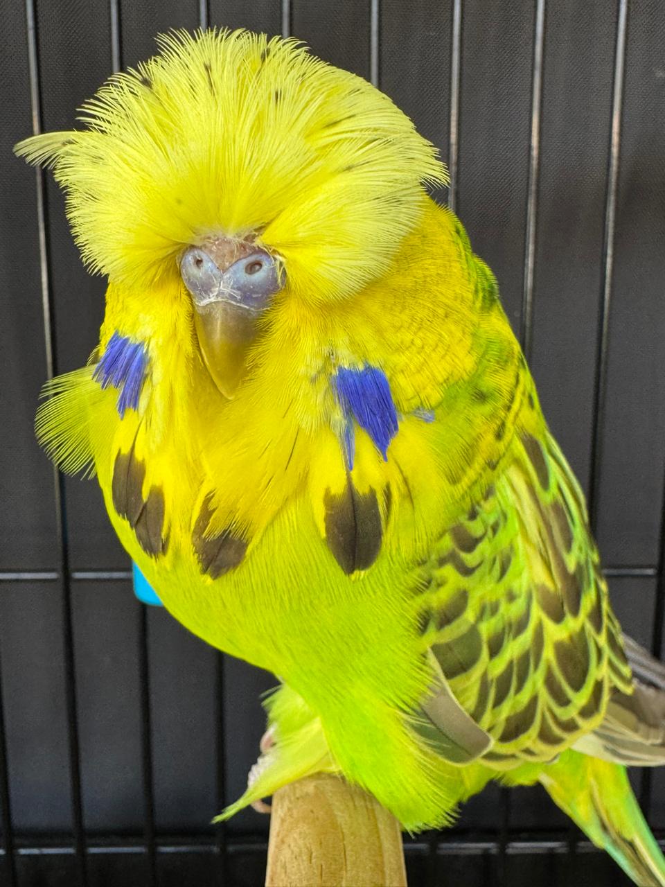 van Rooy Aviaries CC Best Opaline Cinnamon Green on Show
