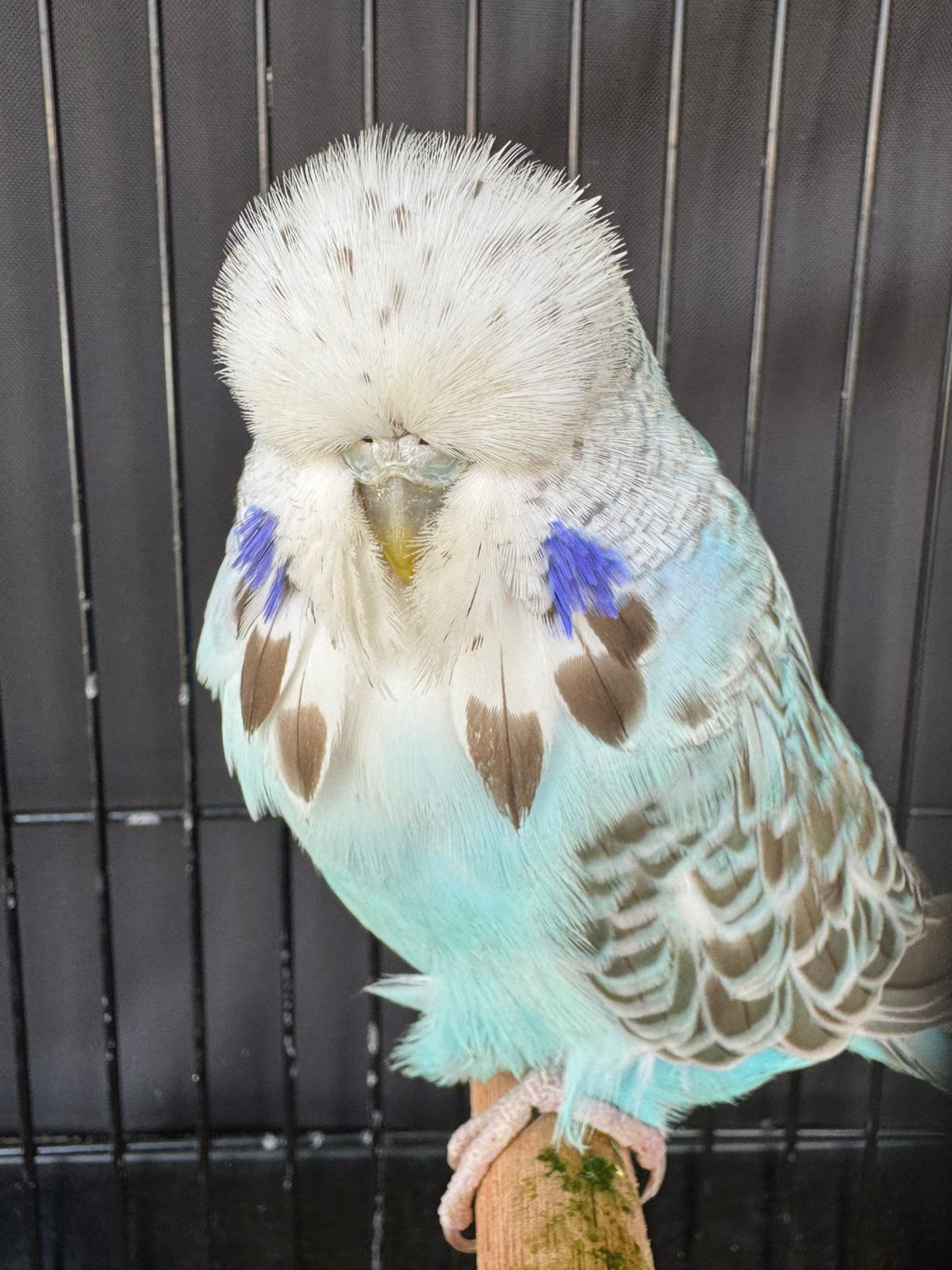 Francois van Rooyeny CC Best Opaline Cinnamon Blue on Show