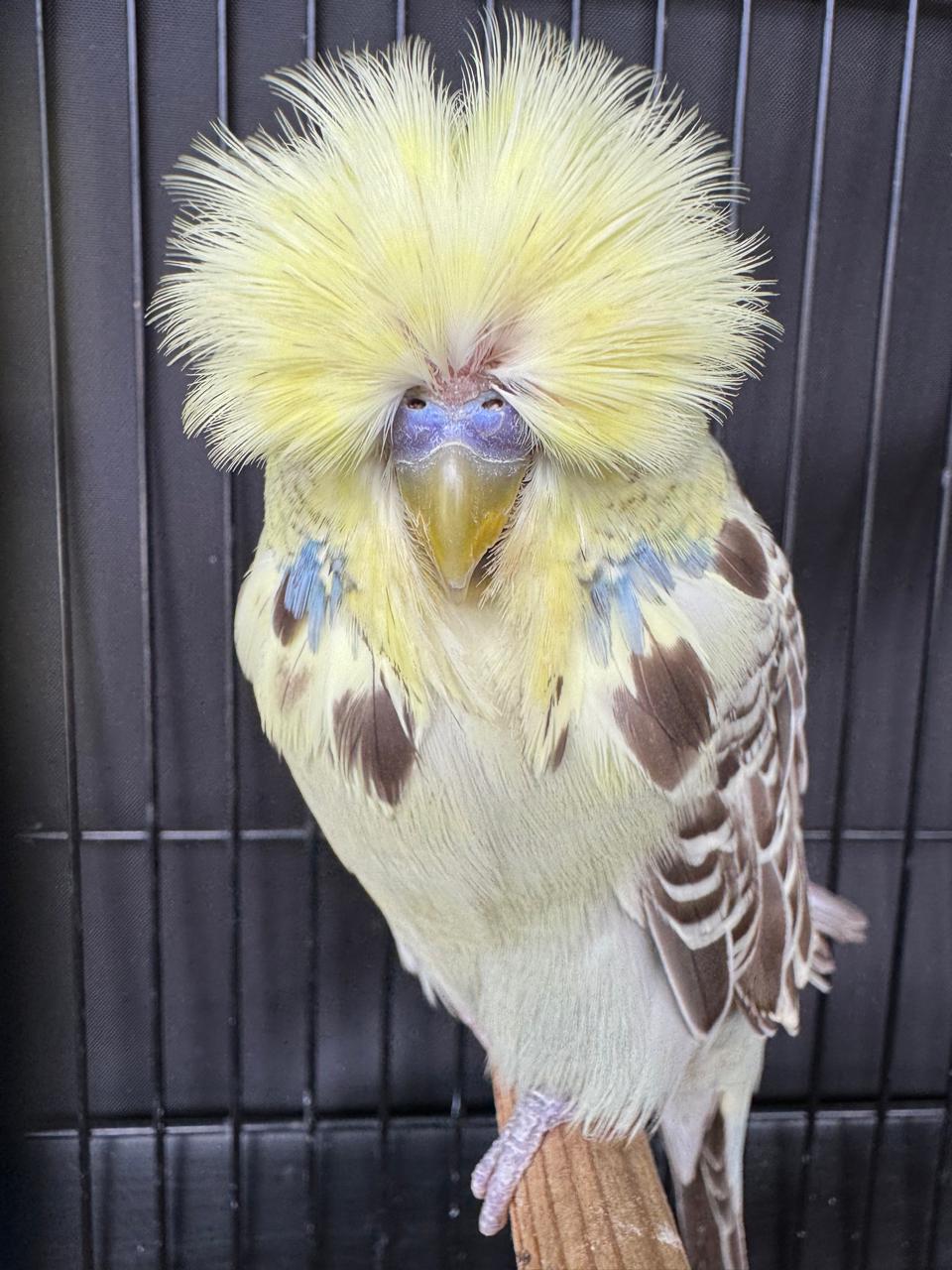 Young Blood Aviaries CC Best Yellowface on Show
