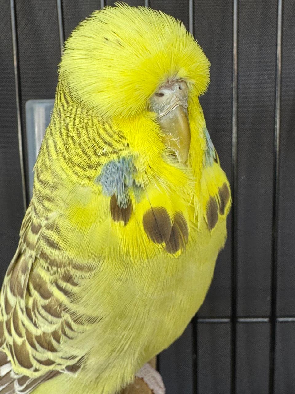 van Rooy Aviaries CC Best Golden Face on Show