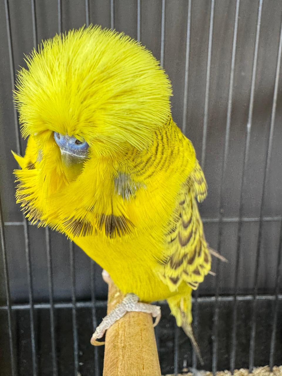 Olivier Aviaries CC Best Easley Clearbody on Show