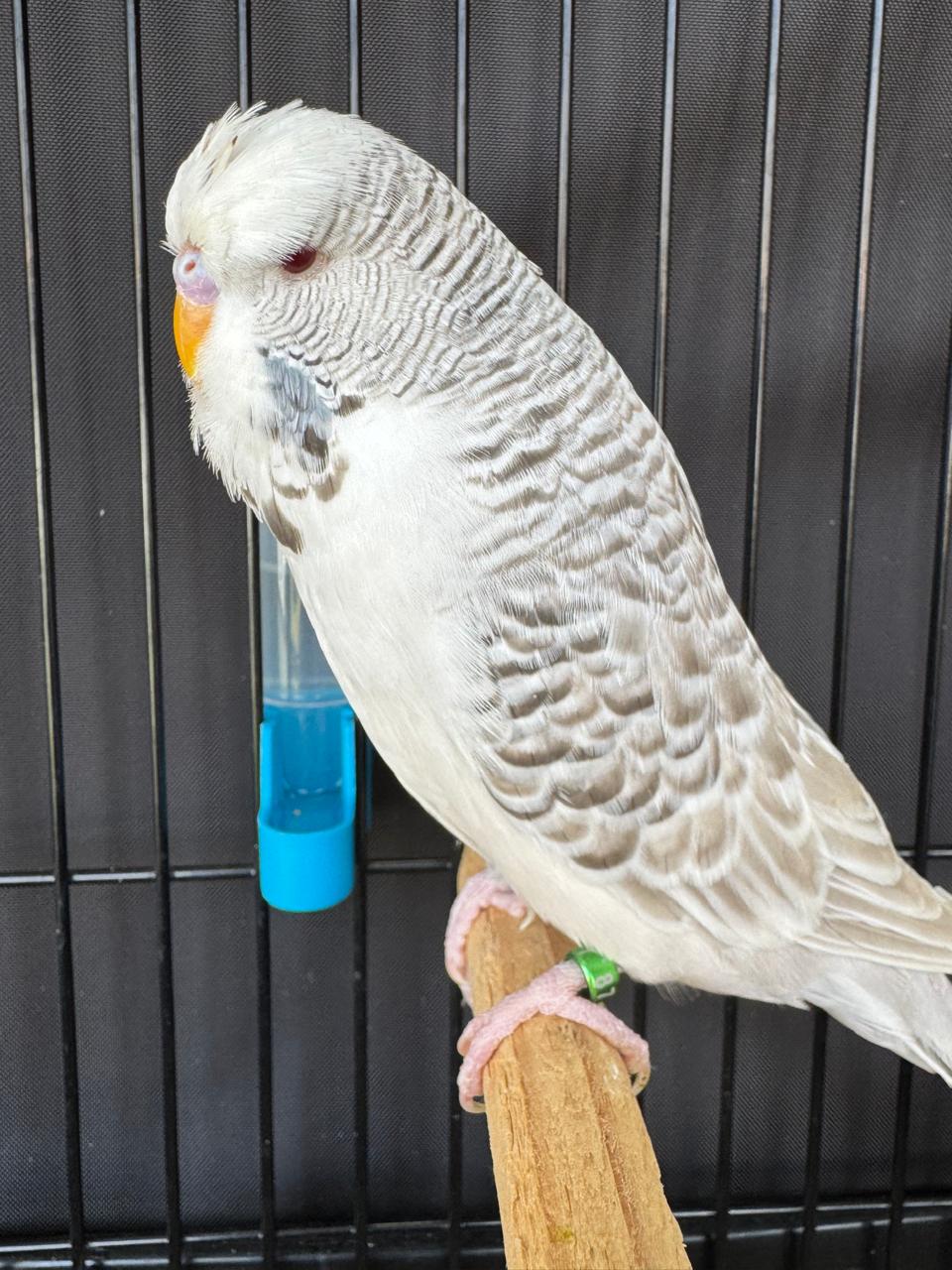 van Vuuren Aviaries CC Best Fallow on Show