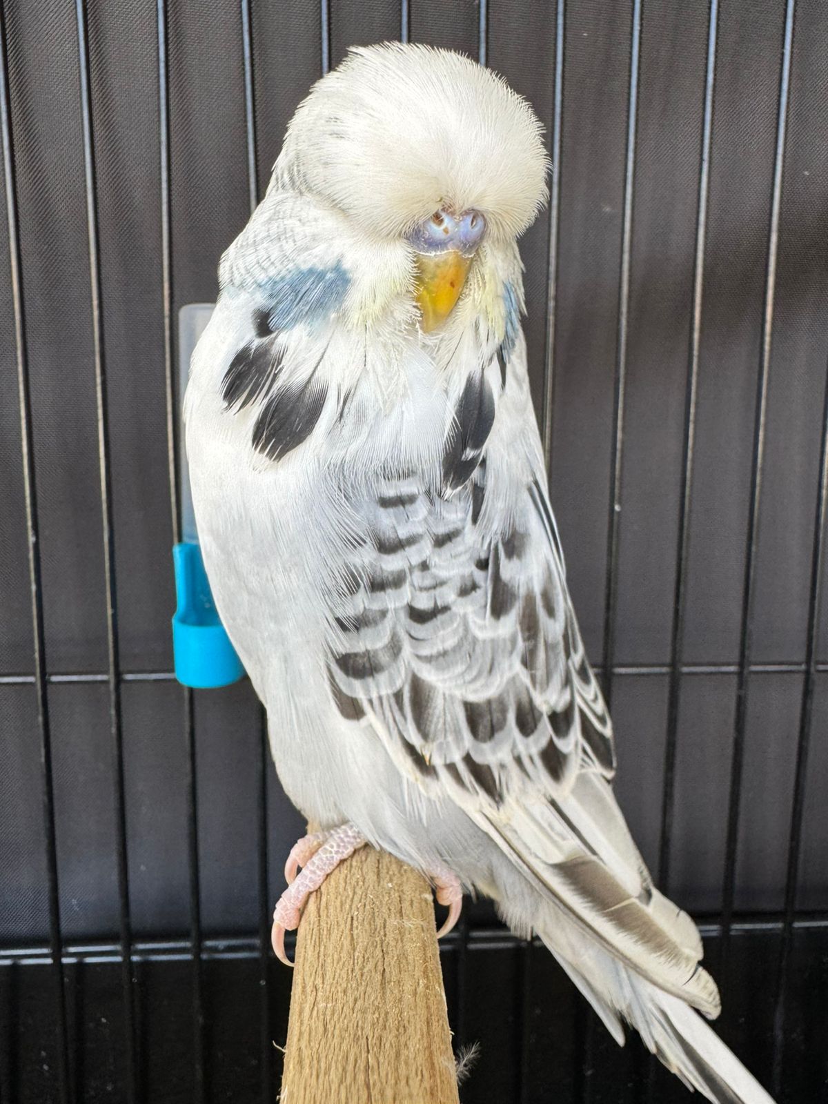 Resplendent Bird Aviaries CC Best Any Other Colour or Variety on Show