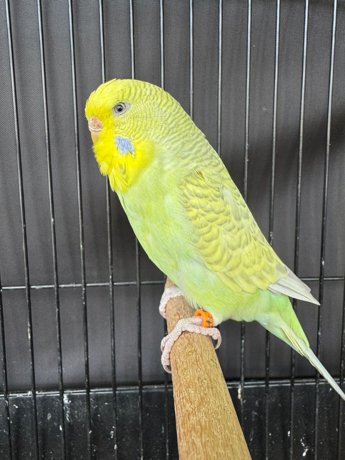 Bosch Birds Best Budgerigar of Colour on Show