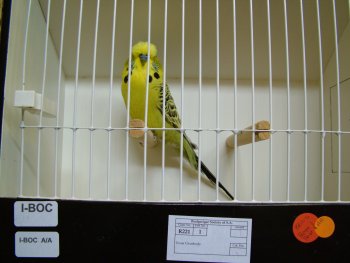 Best Bird on Rare Show  -  Maree Aviaries