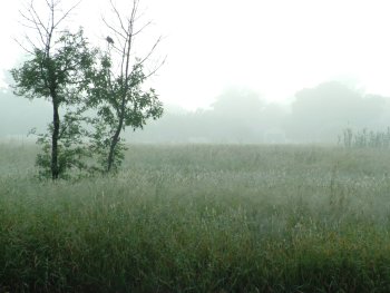 The Pretoria exhibitors arrive to a misty venue.