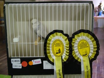 Best Bird on Spangle Show - Pierre & Maja.