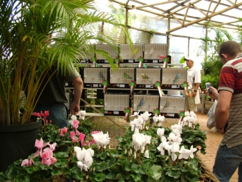 The Challenge Certificate winners area with flowers in the foreground