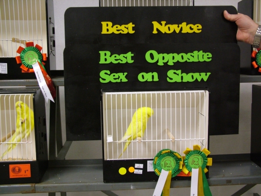 The Best Opposite Sex on Show and Best Novice on Show, Christine Molkentin.
