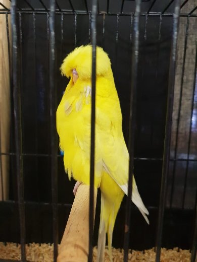 Molkentin Stud Best Bird on Show