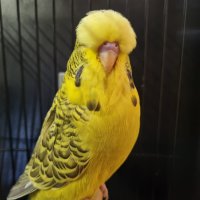 PC Birds CC Best Fallow on Show