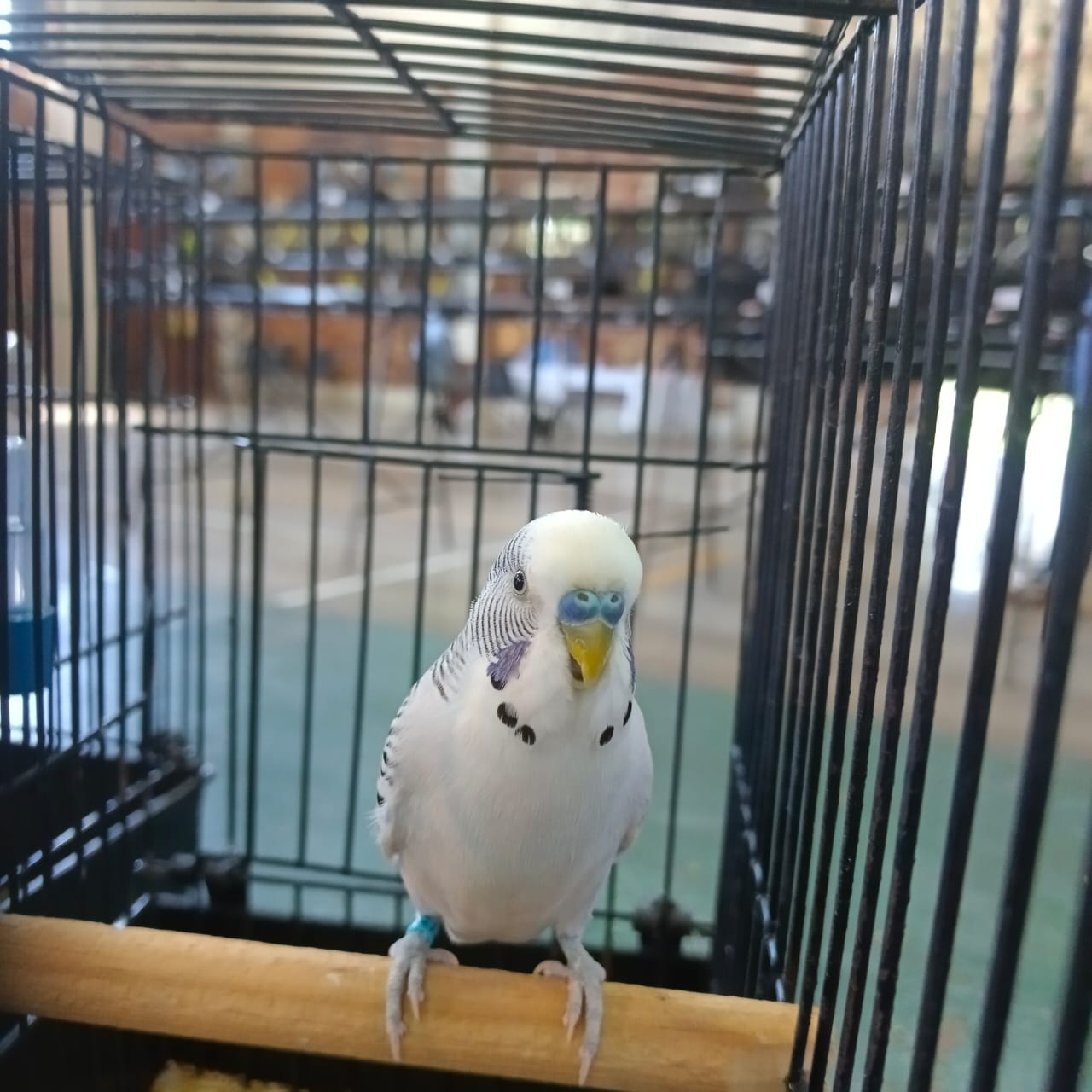 7 SEP Aviaries Best Budgerigar of Colour on Show
