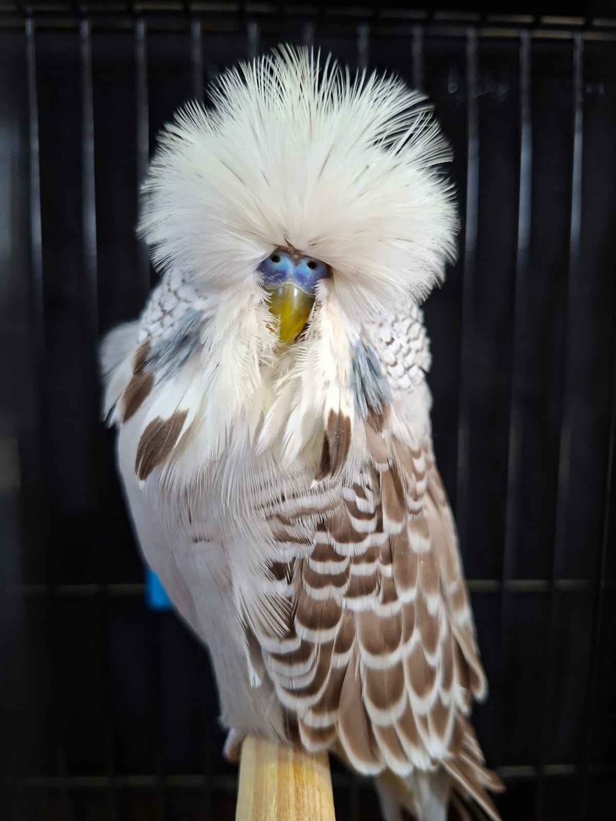 Tommie Roodt Best Bird, Best Young Bird, Best Champion on Show, Best Champion Young Bird on Show, Challenge Certificate Cinnamon Grey