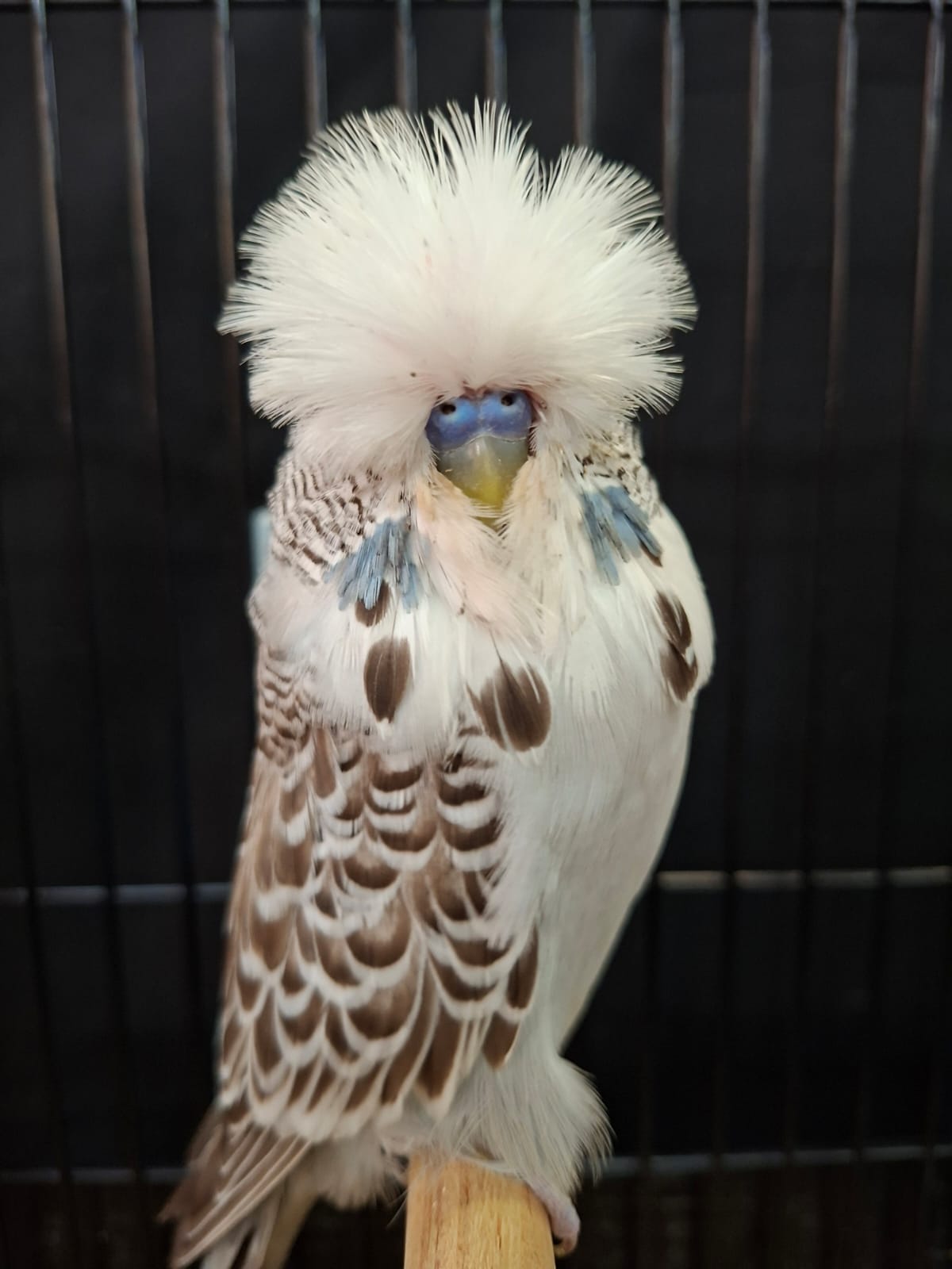 Tommie Roodt Runner-up to Best Bird and Best Any Age on Show and Best Champion Any Age on Show