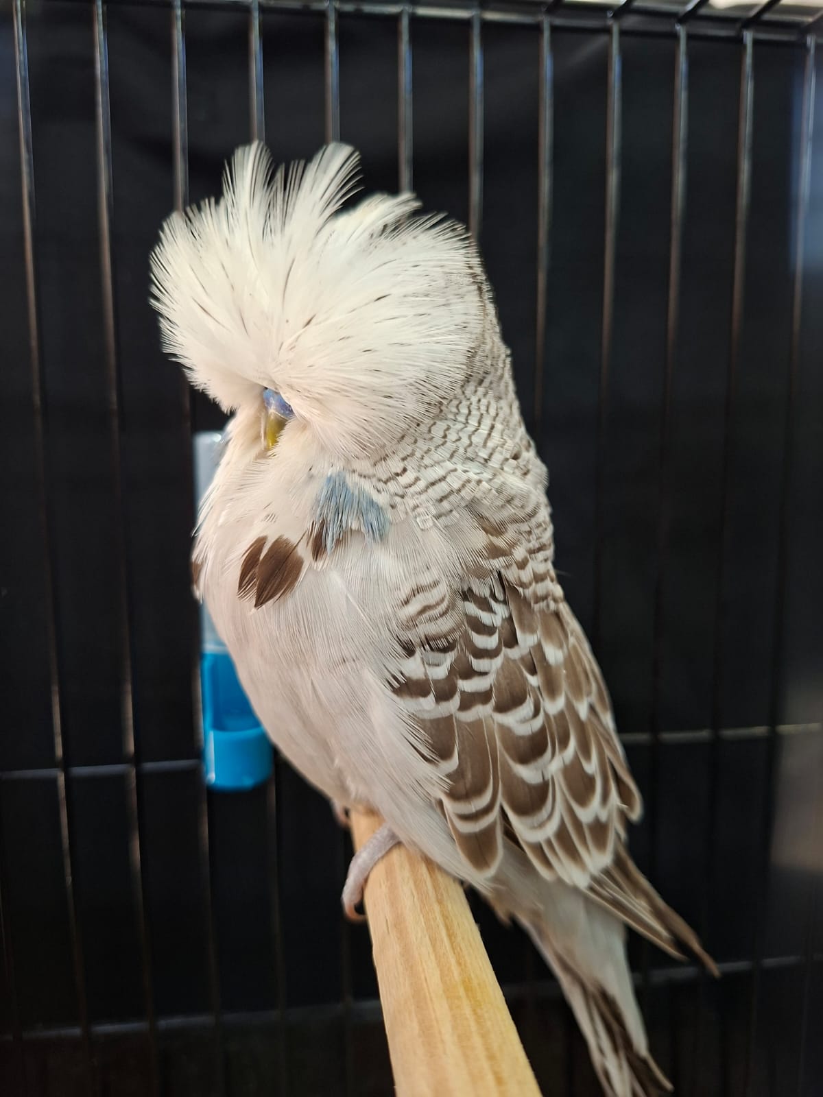 Tommie Roodt Best Young Bird on Show and Challenge Certificate Cinnamon Grey