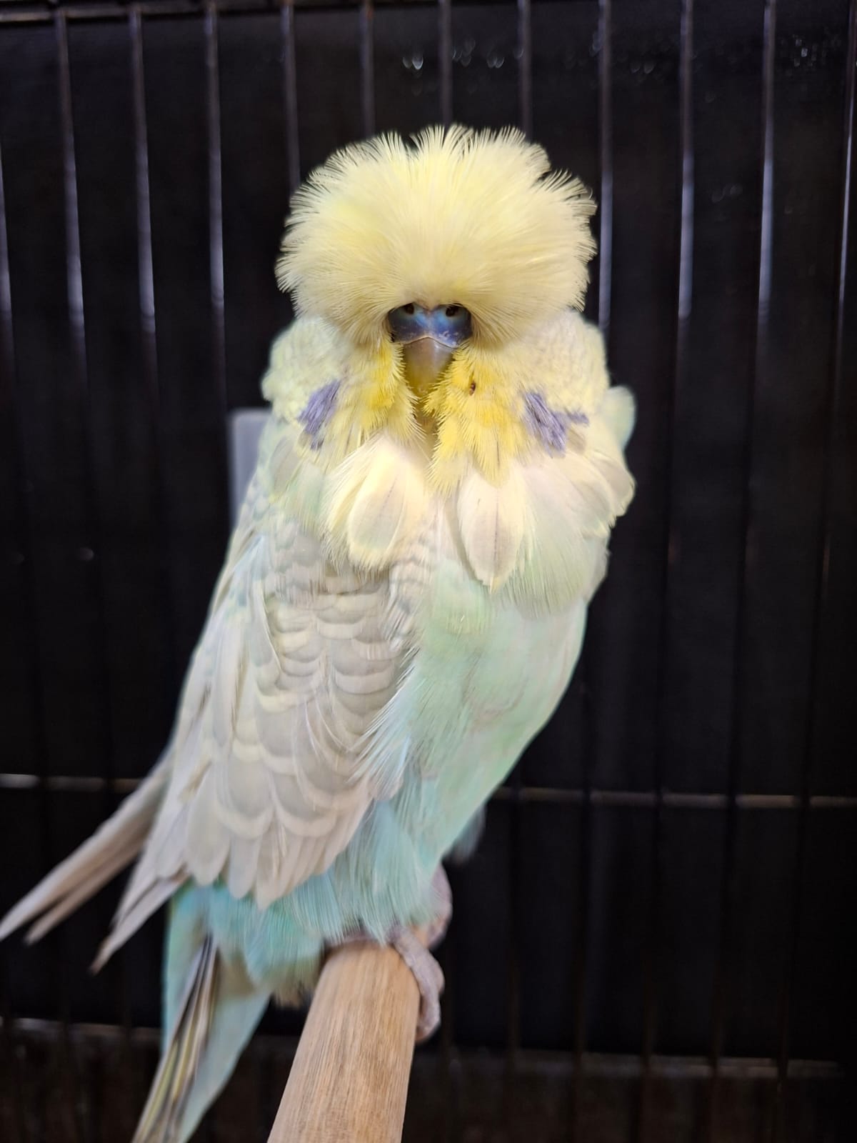 van Rooy Aviaries Colour of the Year on Show