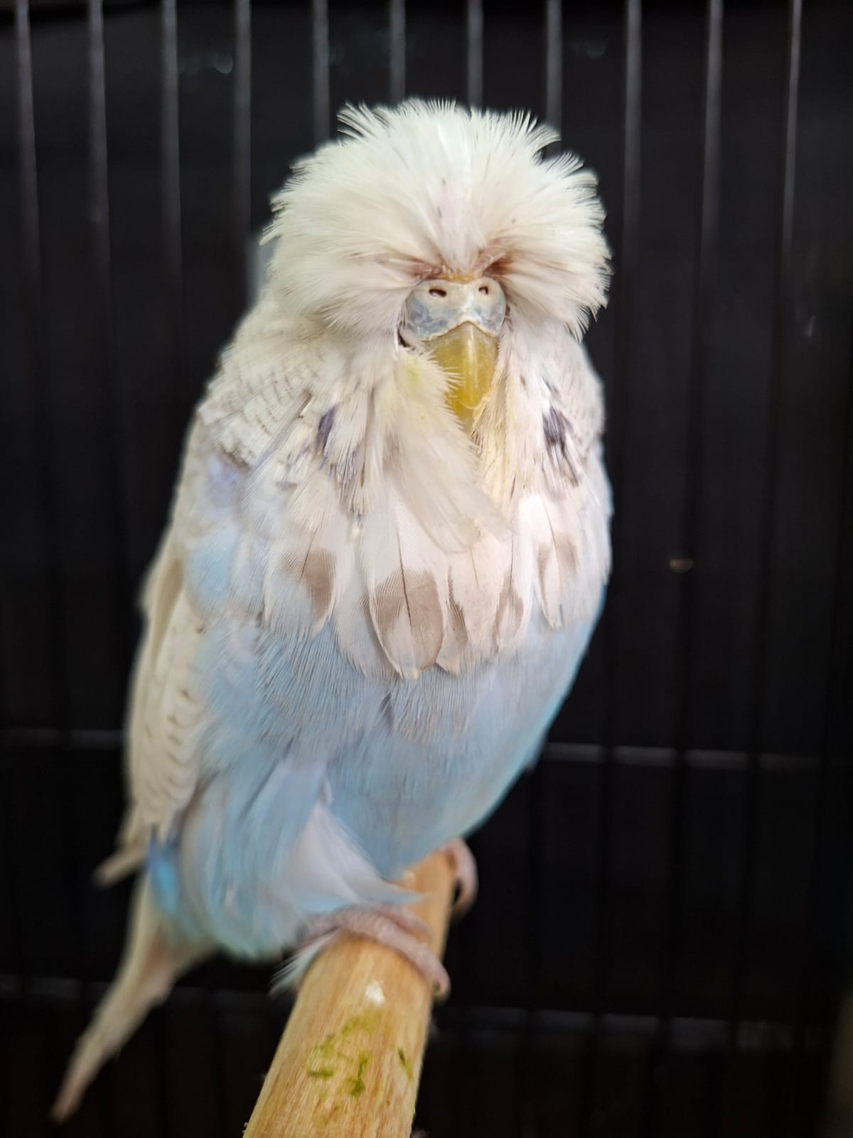 Young Blood Aviaries Best Intermediate and Best Intermediate Young Bird on Show