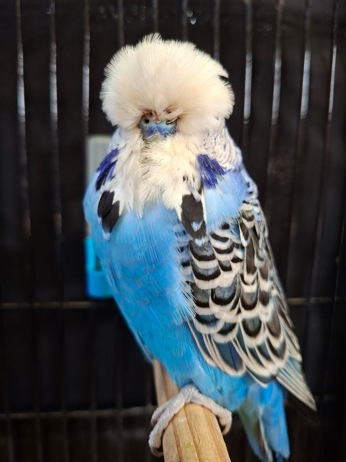 Olivier Aviaries CC Best Cobalt on Show