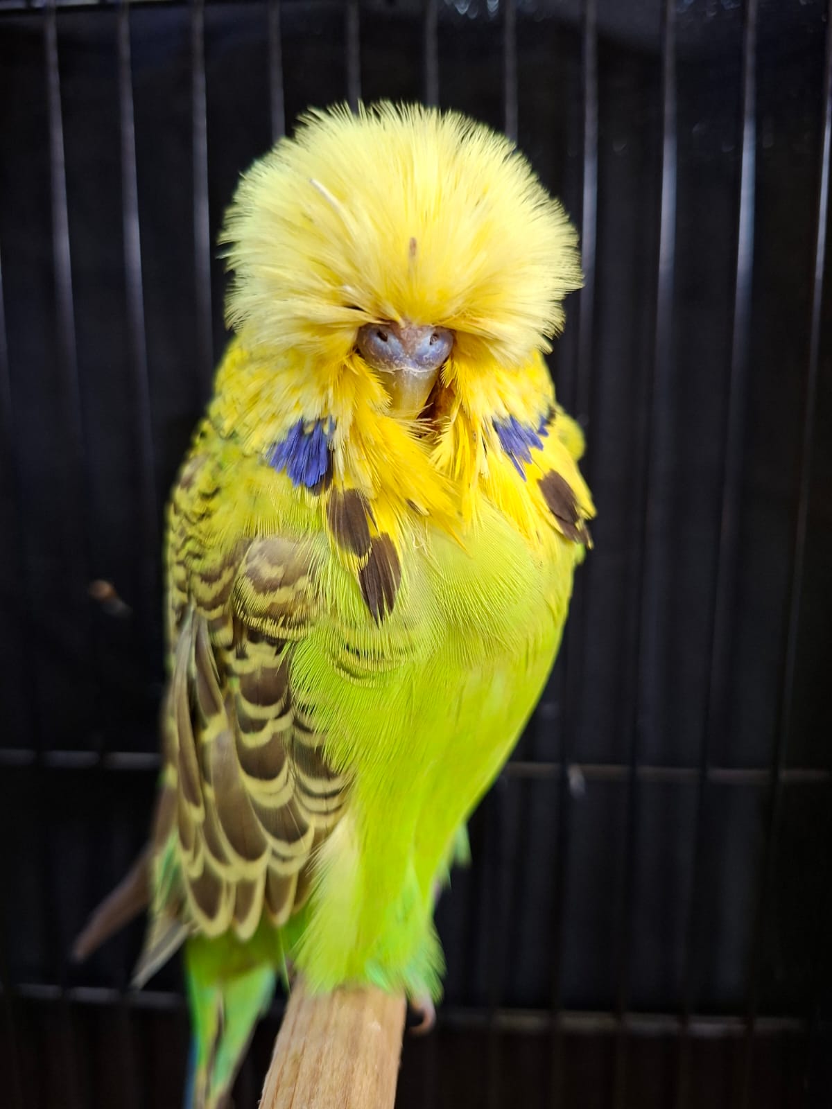 Young Blood Aviaries CC Best Cinnamon Green Series on Show
