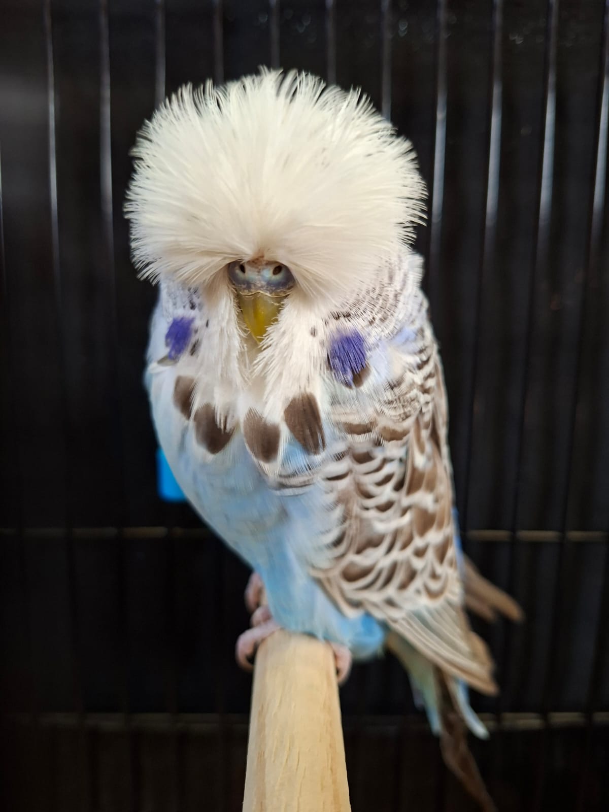 Willrich Aviaries CC Best Cinnamon Blue Series on Show