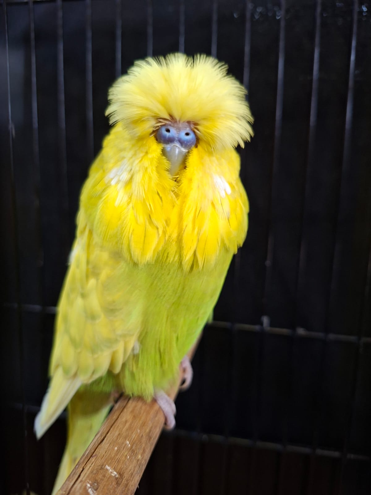 Foeta LouwrensCC Best Spangle Green Series on Show