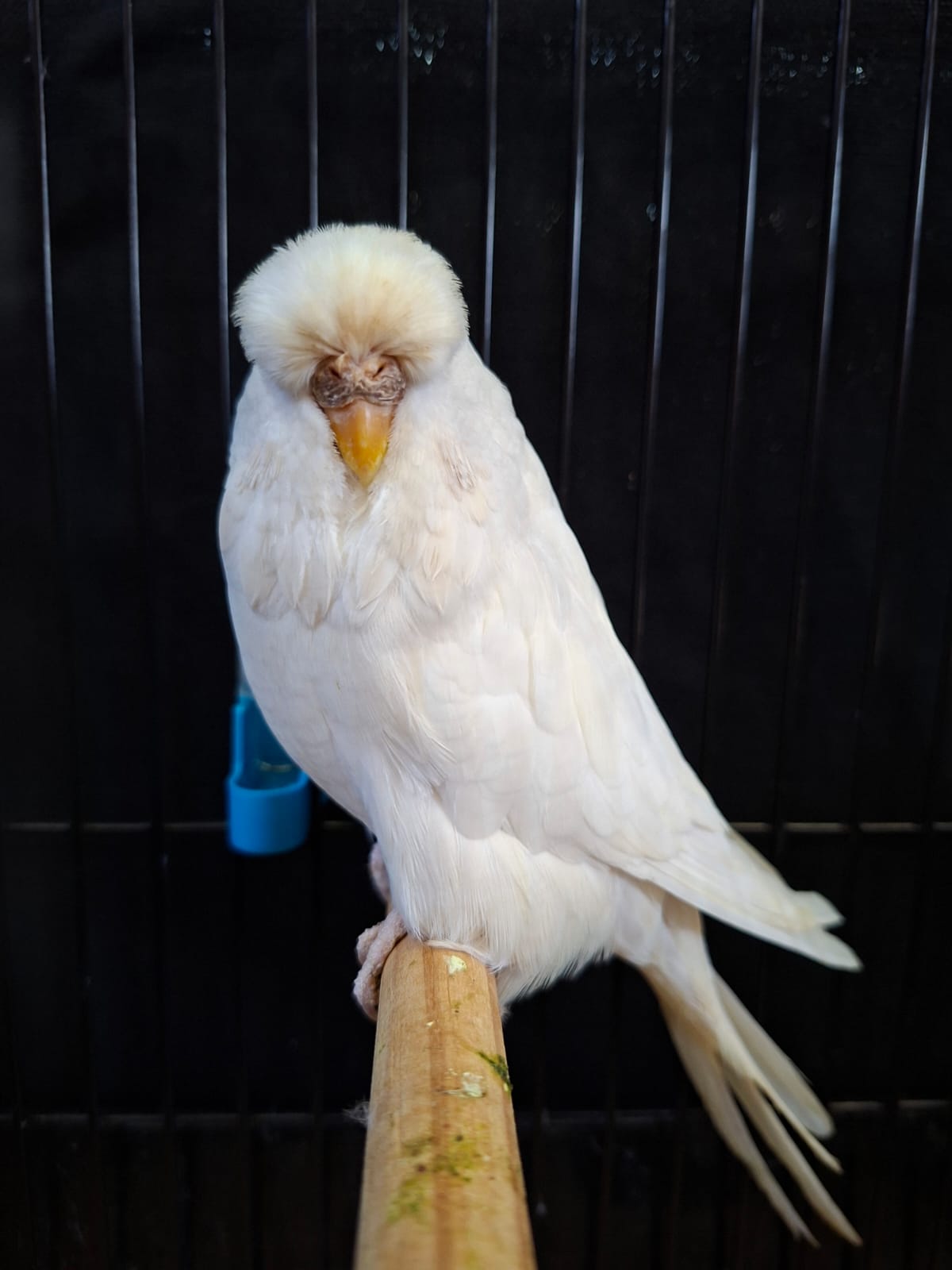 7-Sep Aviaries CC Best Albino on Show