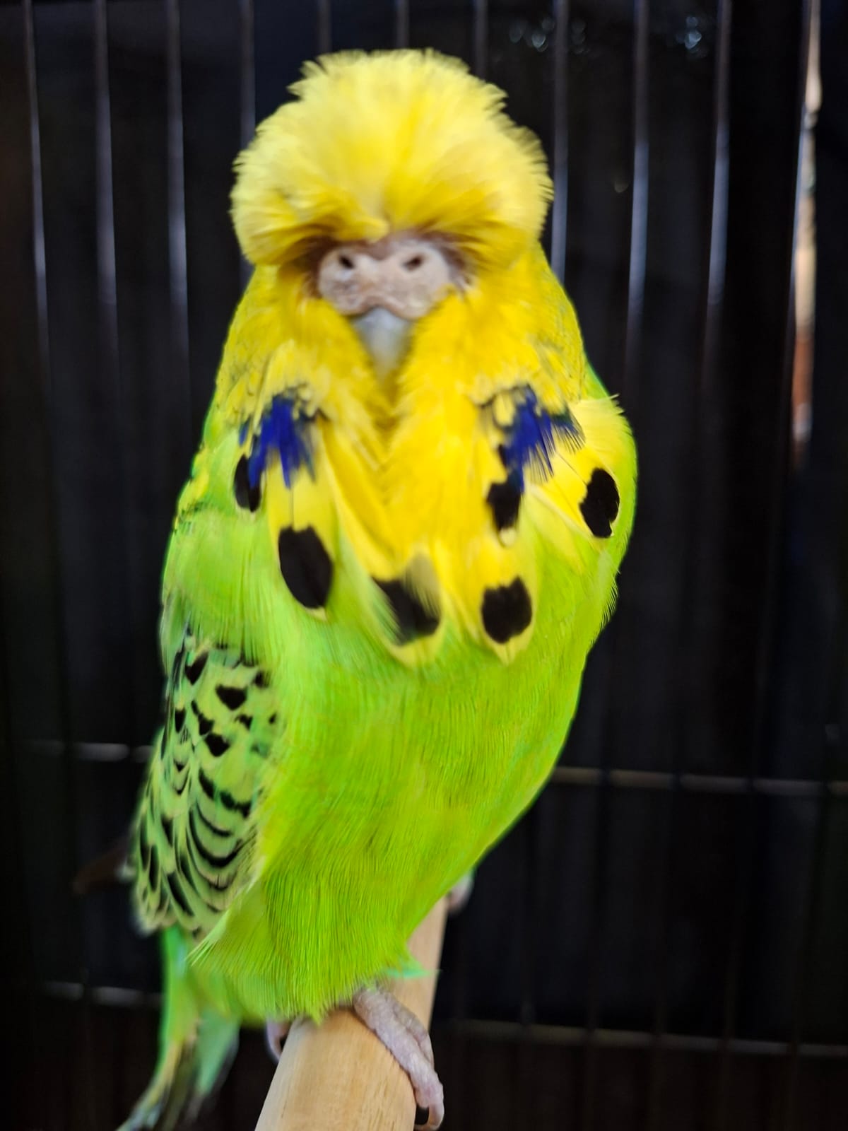 Willrich Aviaries CC Best Opaline Green Series on Show