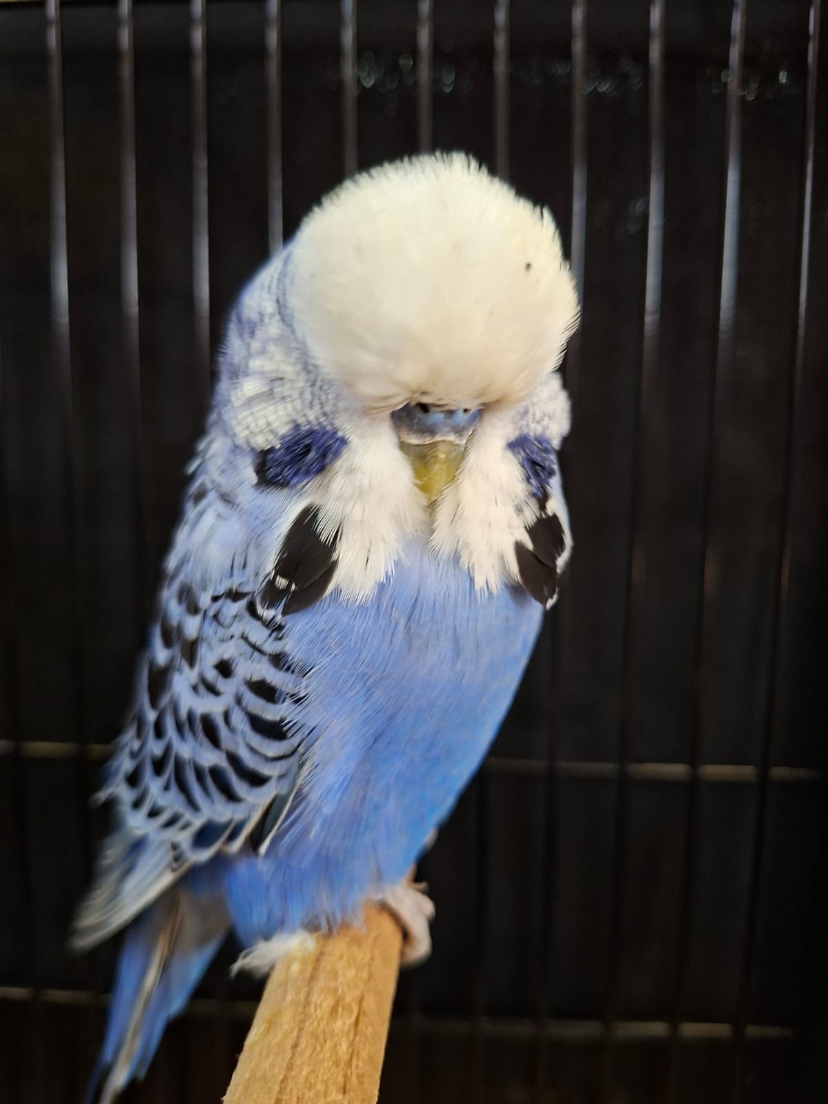 Ryno Vrey CC Best Opaline Blue Series on Show