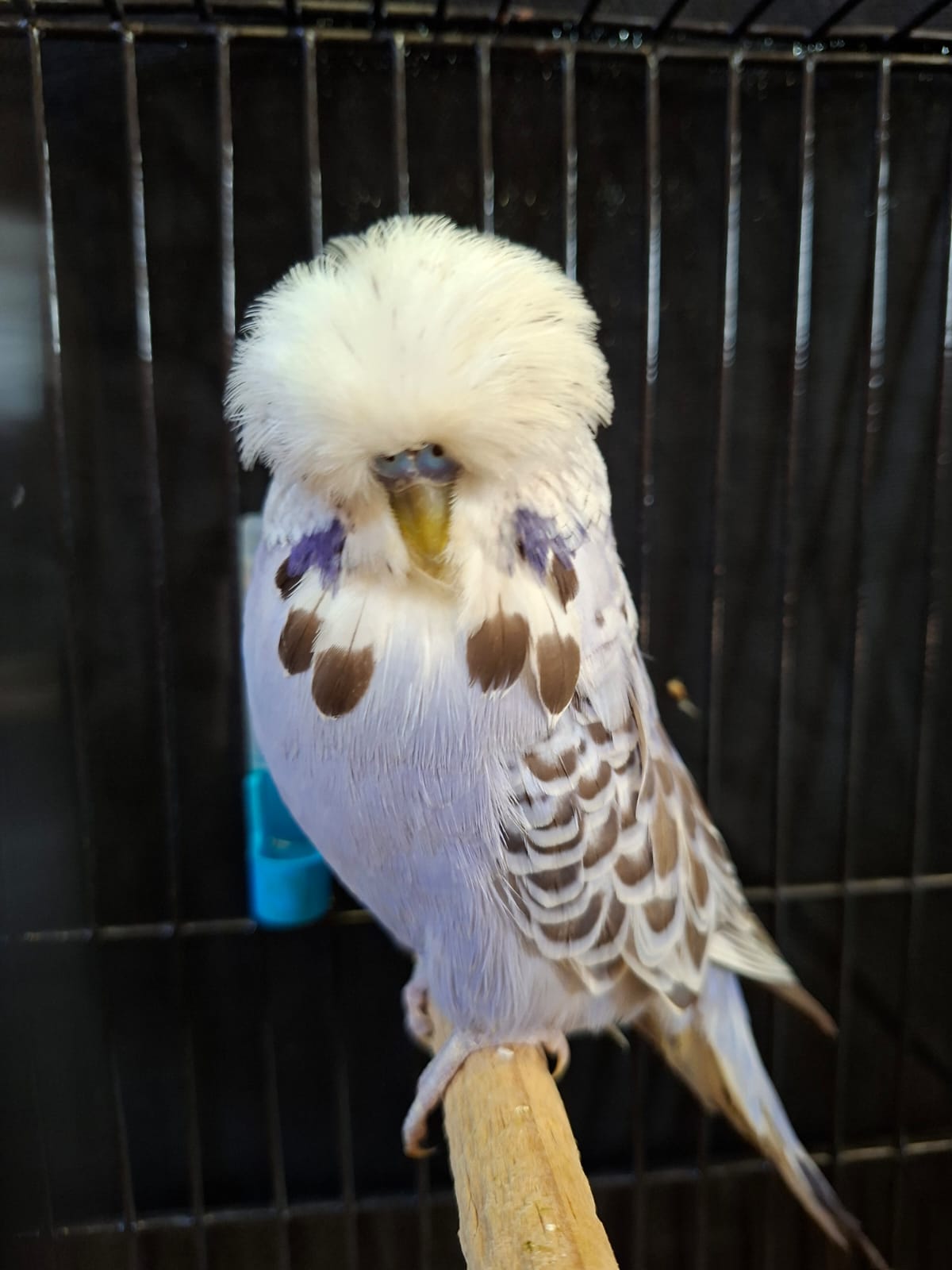 Molkentin StudCC Best Opaline Cinnamon Blue on Show