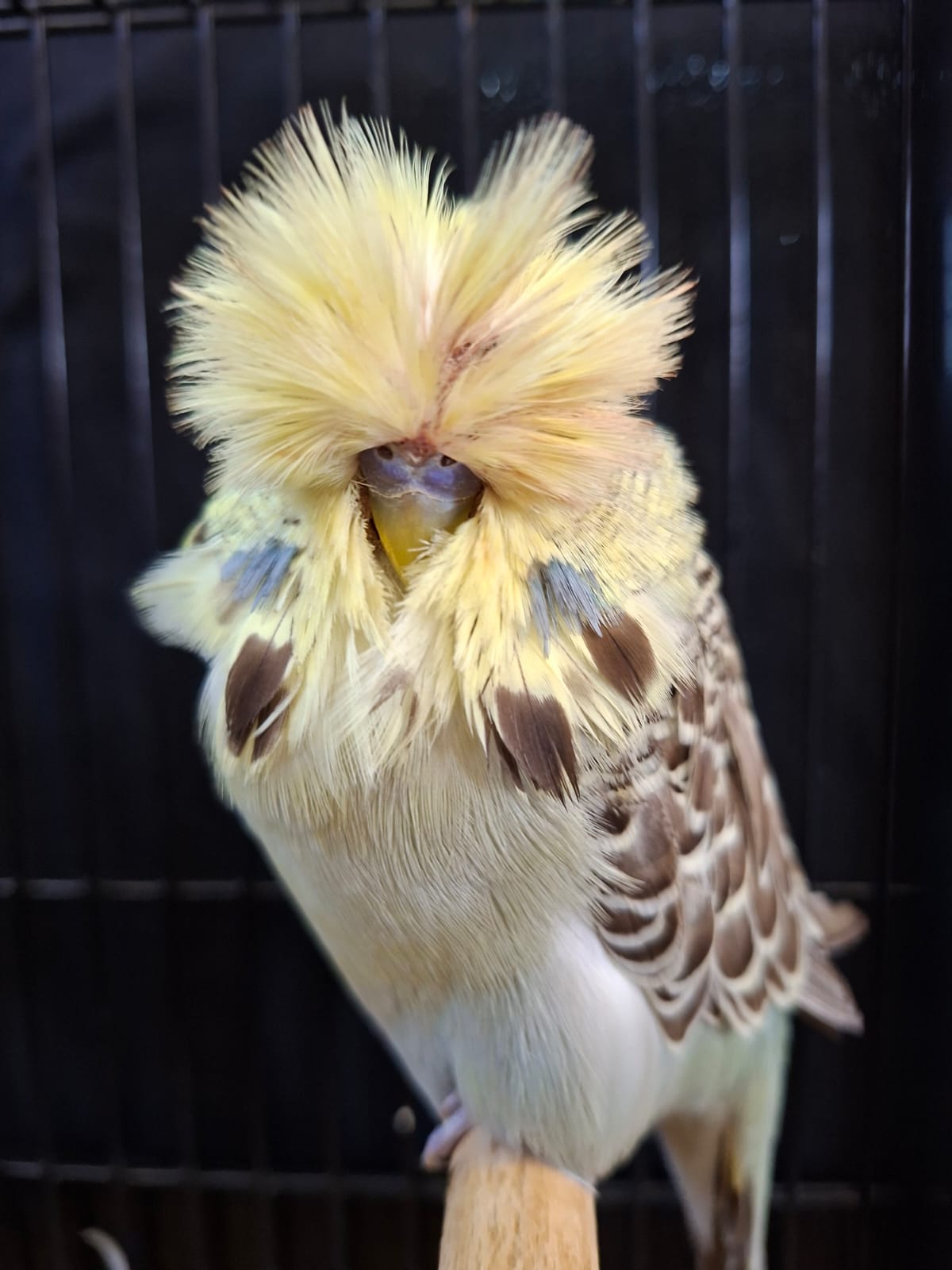 Young Blood Aviaries CC Best Yellowface on Show