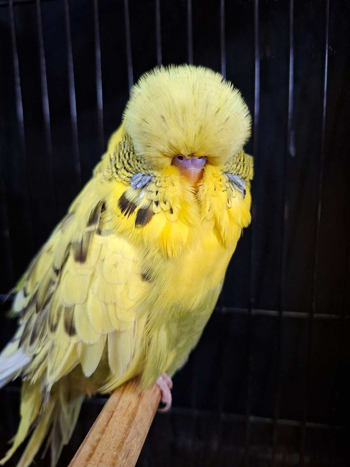Olivier Aviaries CC Best Recessive Pied on Show