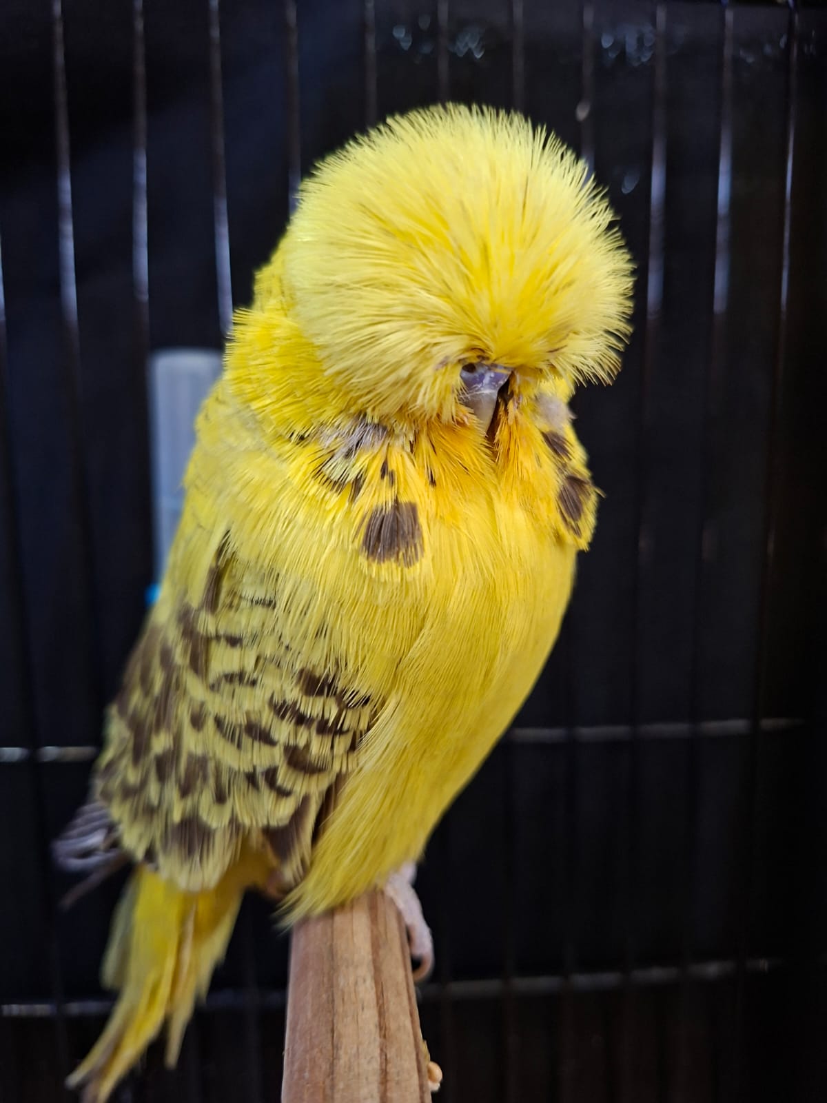 Olivier Aviaries CC Best Easley Clearbody on Show