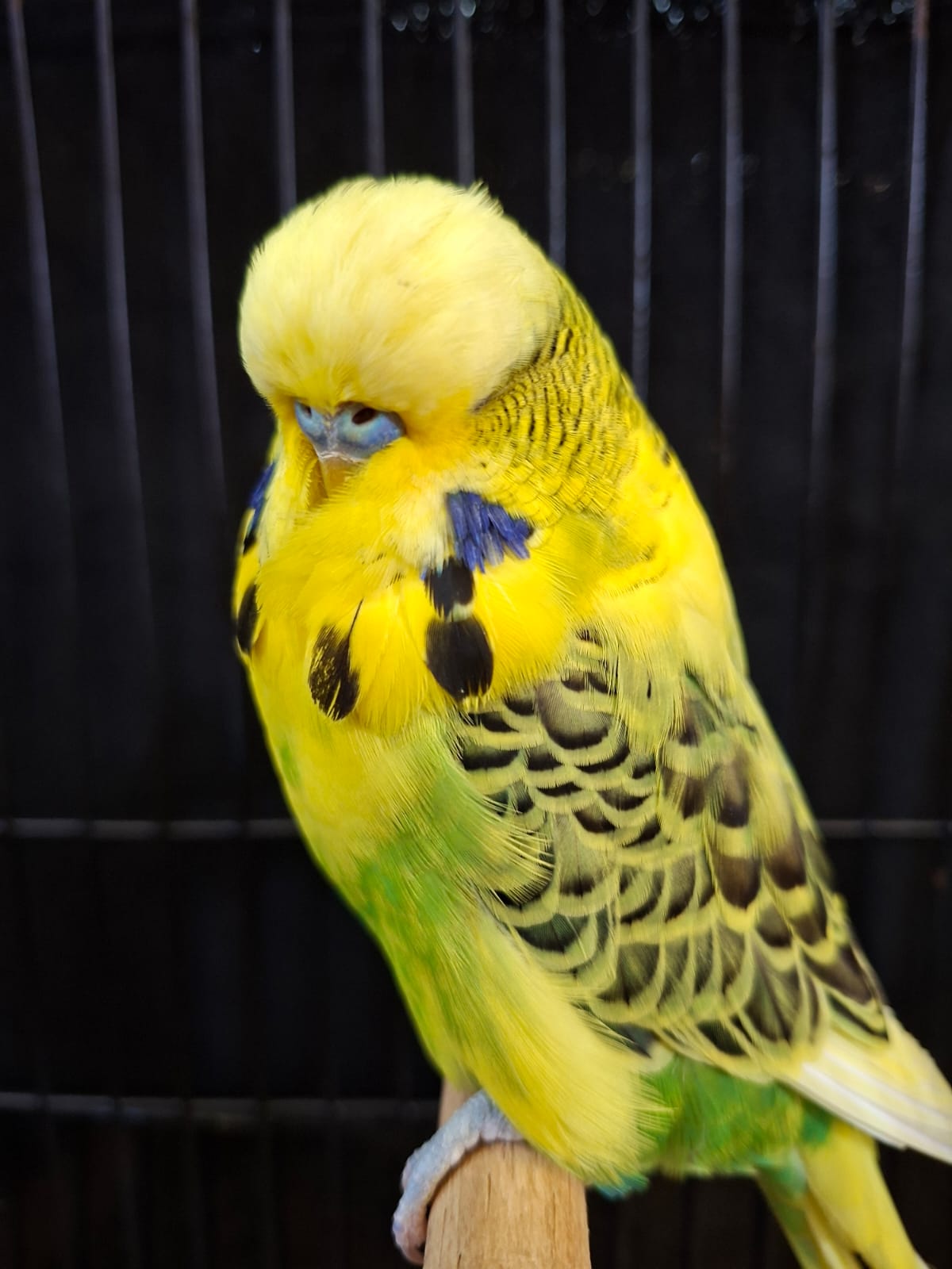 7-Sep Aviaries CC Best Any Other Colour or Variety on Show