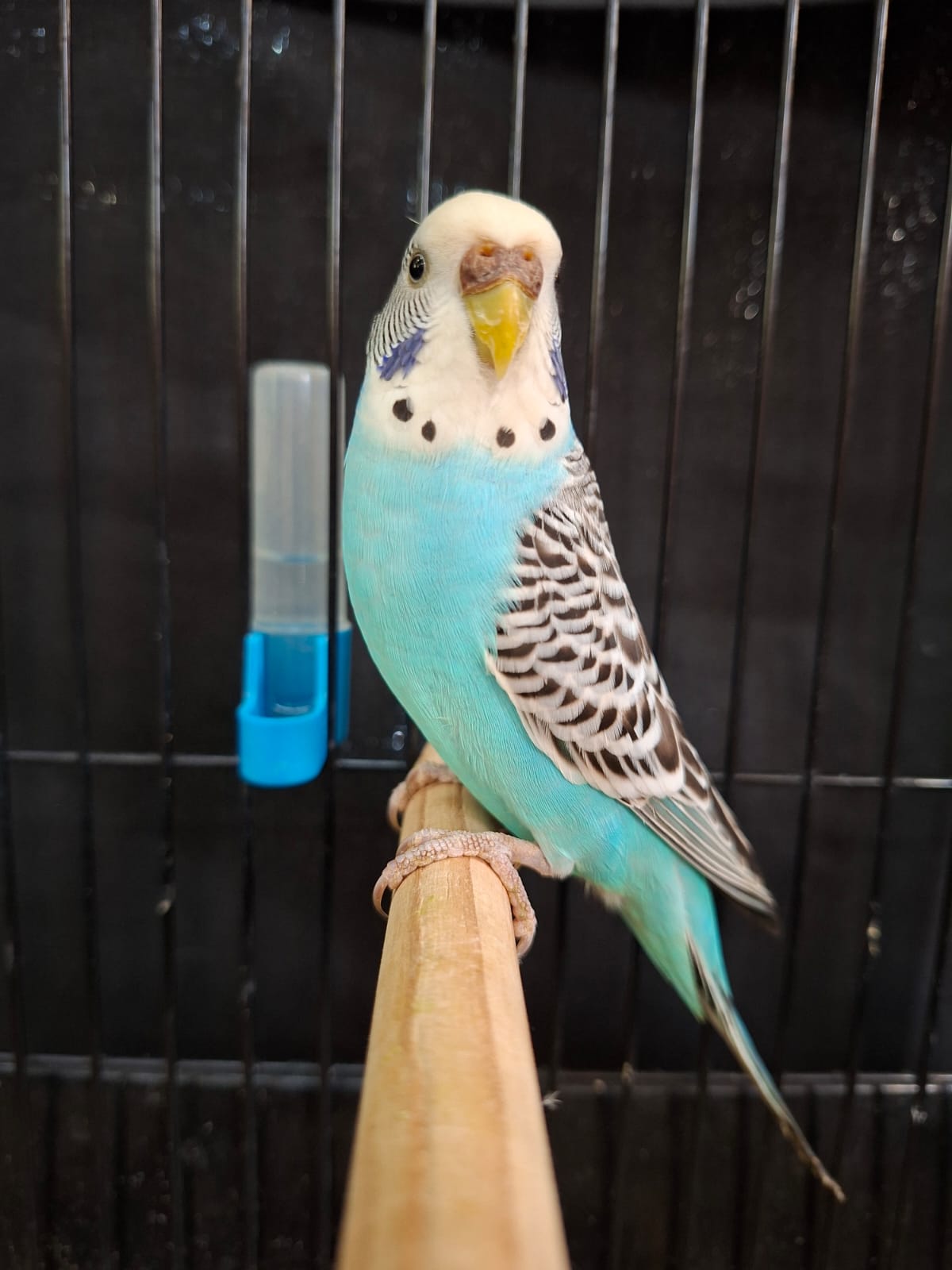 7-Sep Aviaries Best Budgerigar of Colour on Show