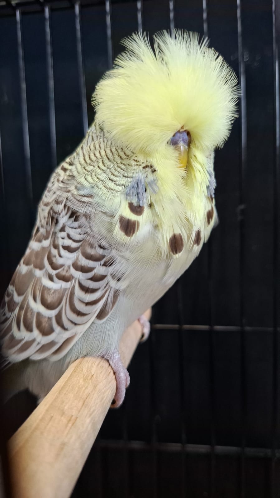 Willrich Aviaries Runner-up to Best Bird and Challenge Certificate Yellowface