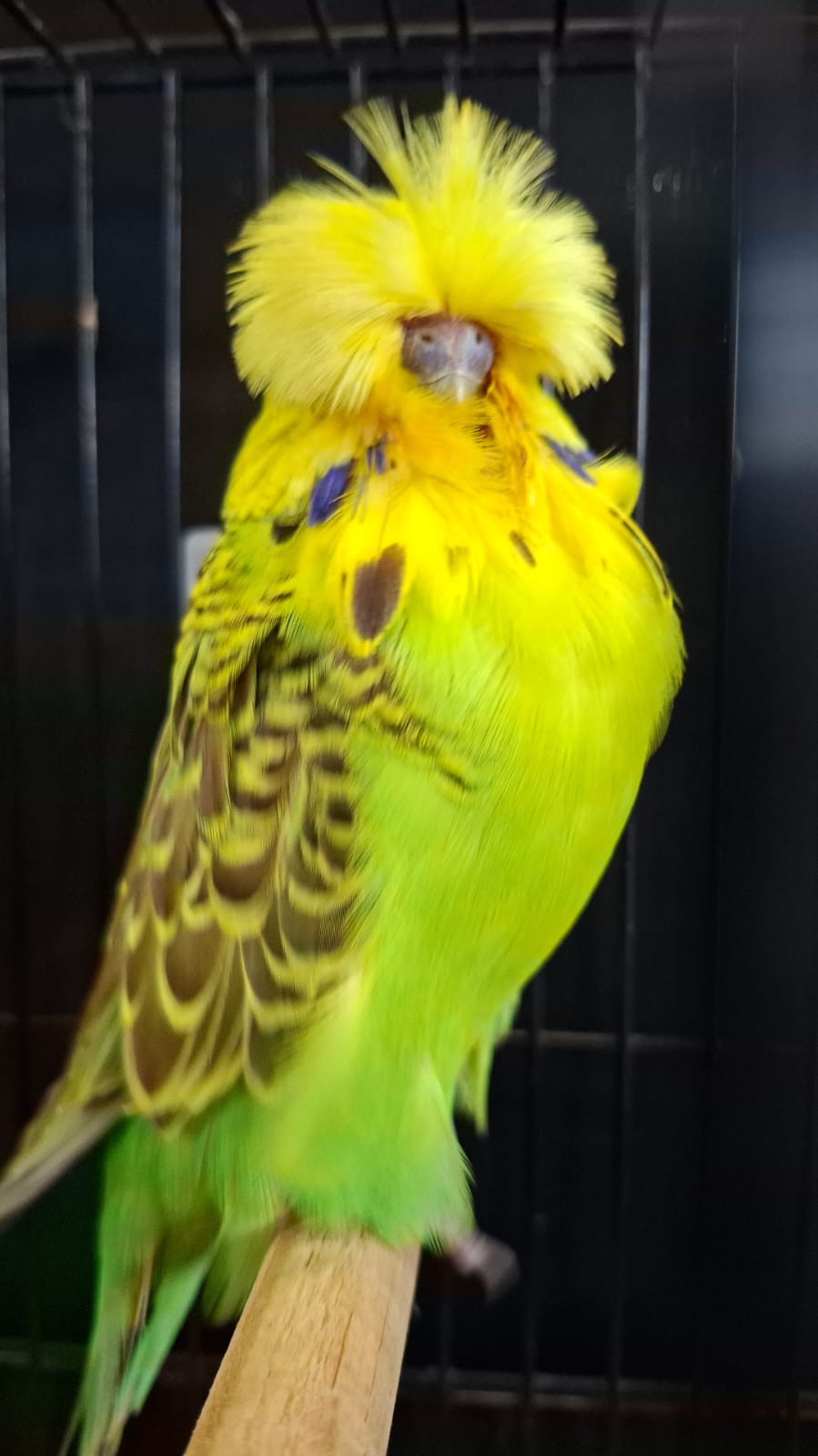 Young Blood Aviaries Best Young Bird on Show, Best Intermediate on Show, Best Intermediate Any Age on Show and Challenge Certificate Cinnamon Green Series