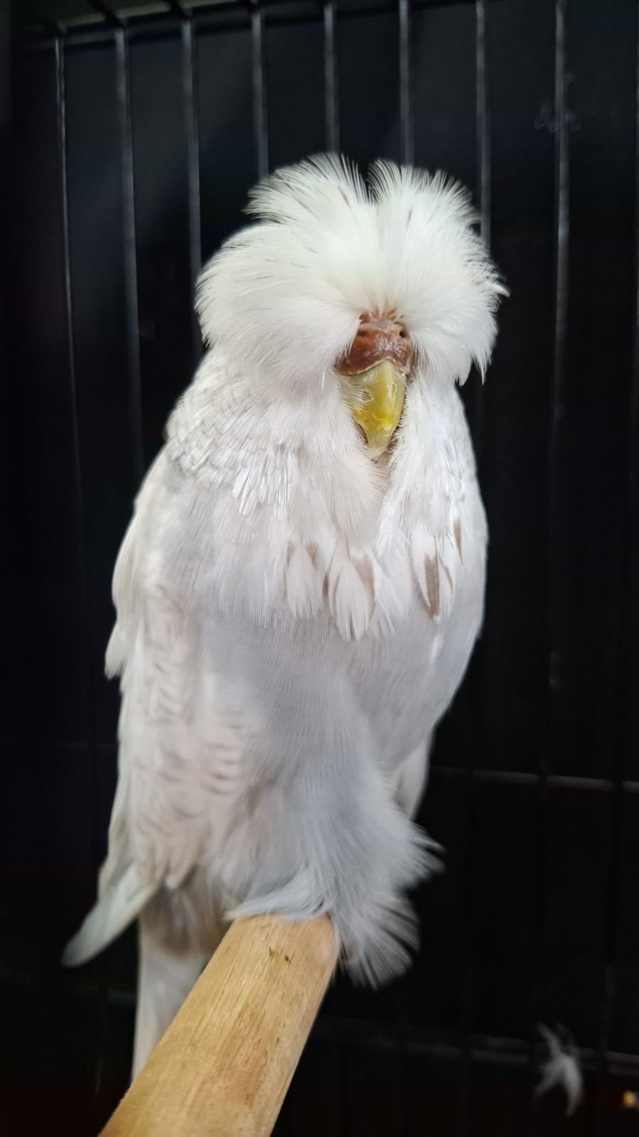 Borcherds Stud Best Spangle on Show