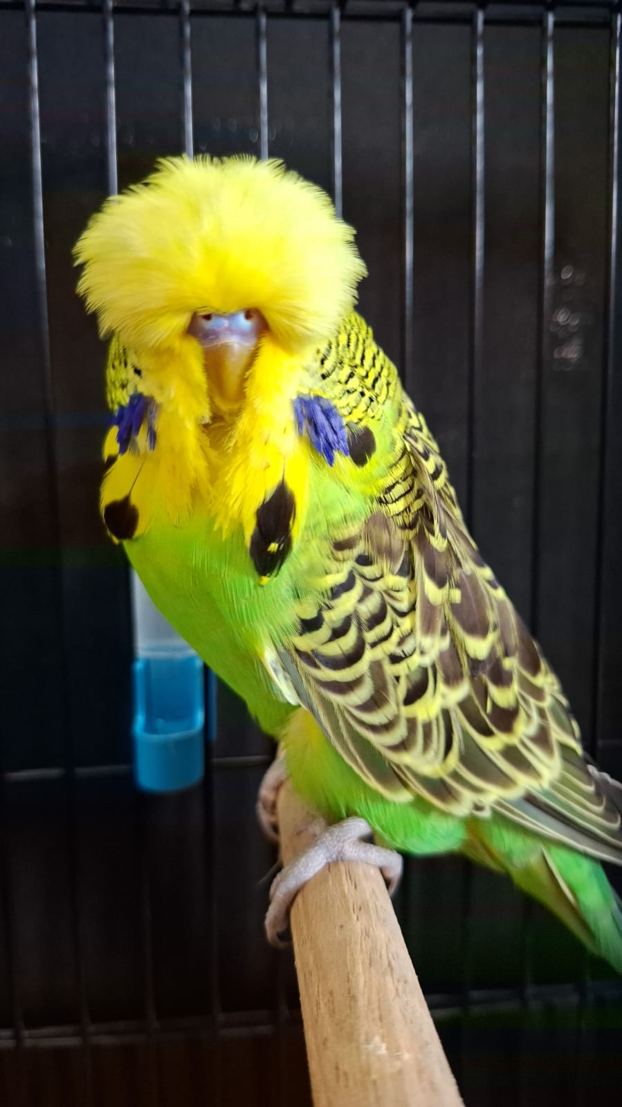 Pierre Swart CC Best Light Green on Show