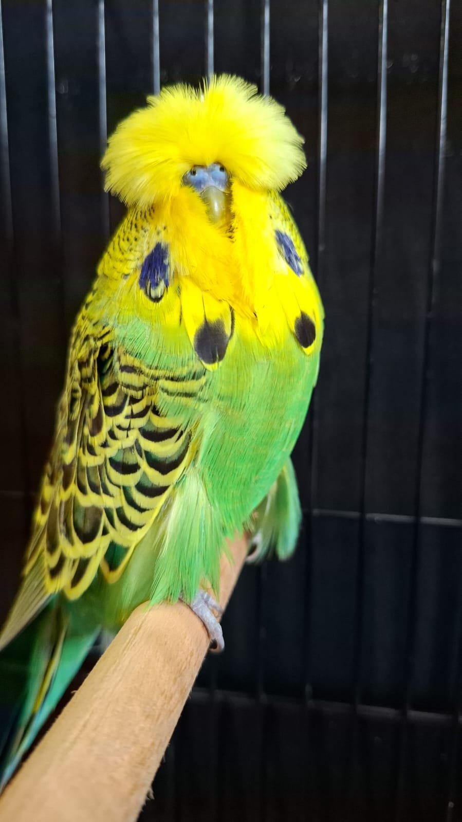 Borcherds Stud CC Best Dark Green on Show