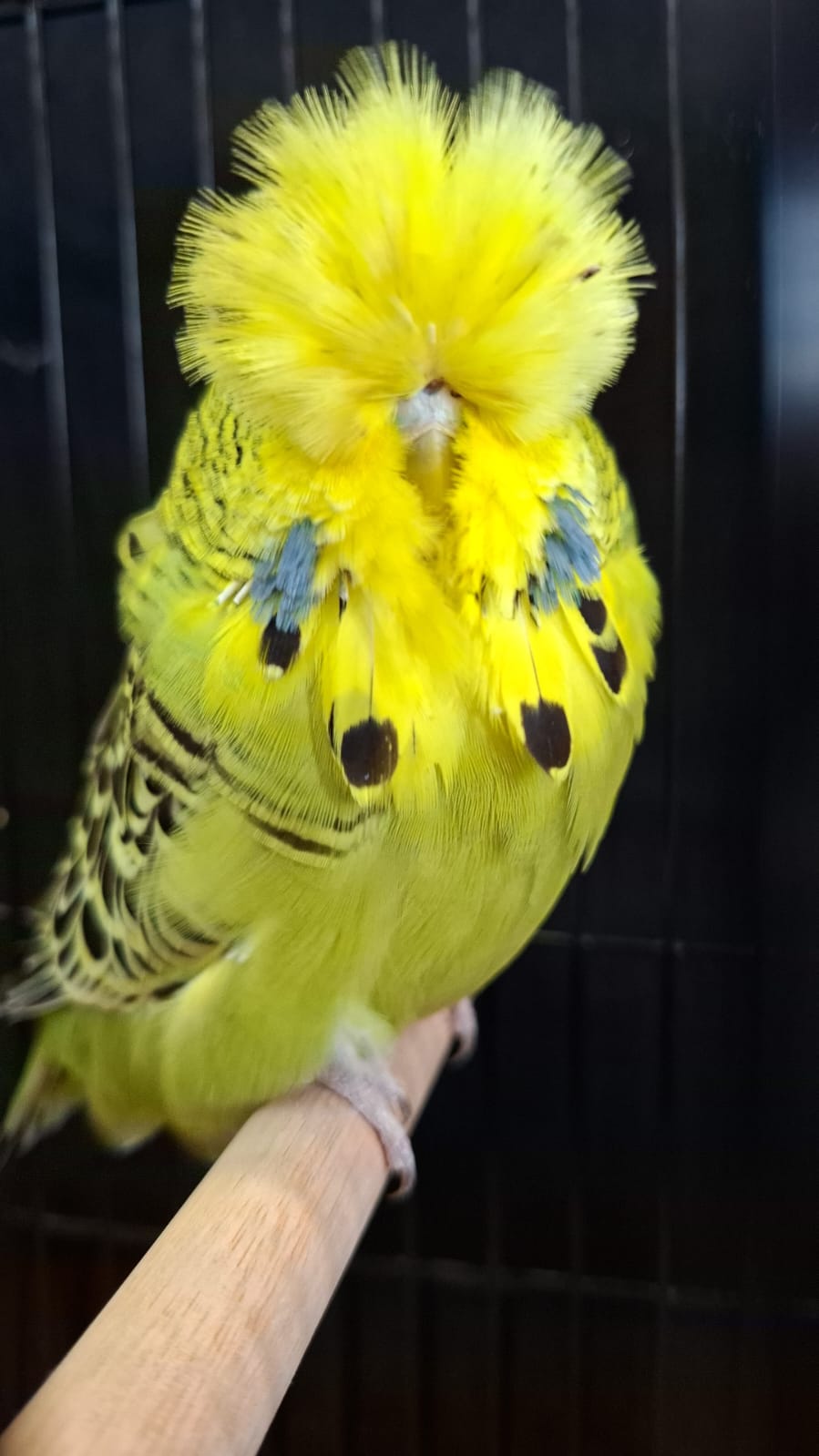 Willrich Aviaries CC Best Grey Green on Show